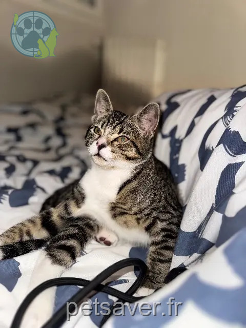 chatte perdue 51100 Reims Aqua chatte lost 51100 Reims Aqua