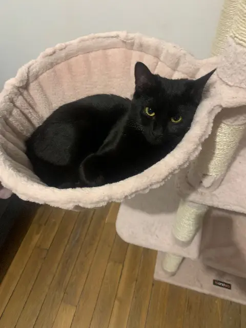 chatte lost   51100 Reims Cana