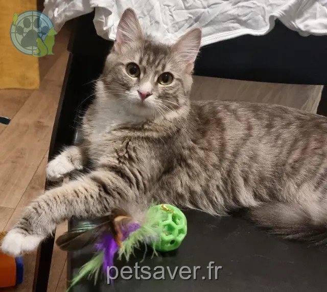 Katze vermisst 51100 Reims Doly Katze lost 51100 Reims Doly