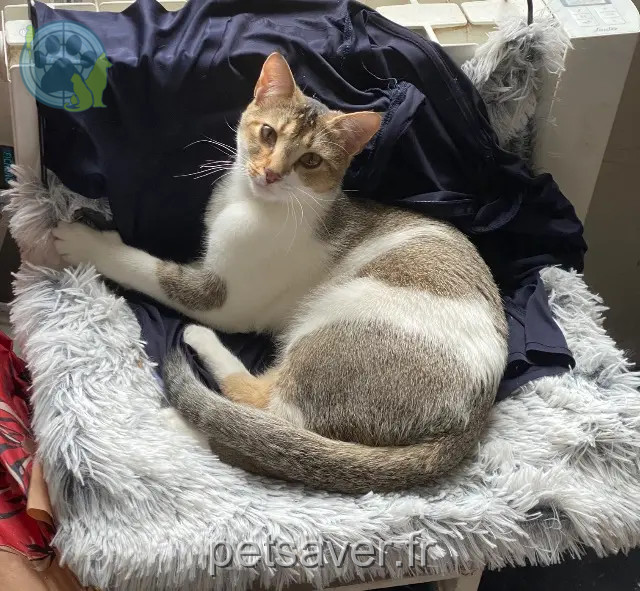 cat lost 51100 Reims Giulia cat lost 51100 Reims Giulia