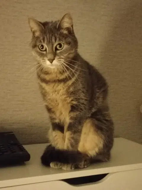 chatte lost   51100 Reims Indie