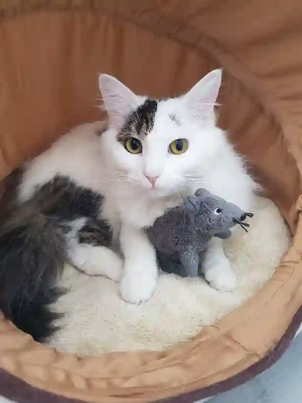 Chatte Perdue 51 Marne Reims - Louna Chatte Perdue 51 Marne Reims - Louna