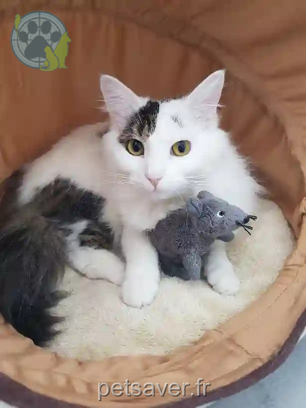 Chatte Perdue 51 Marne Reims - Louna Chatte Perdue 51 Marne Reims - Louna