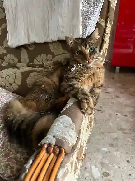Chatte Perdue 51 Marne Reims - Luna Chatte Perdue 51 Marne Reims - Luna
