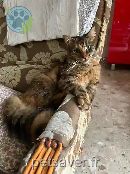 Chatte Perdue 51 Marne Reims - Luna Chatte Perdue 51 Marne Reims - Luna