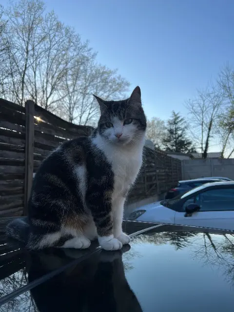 chatte lost   51100 Reims mavish