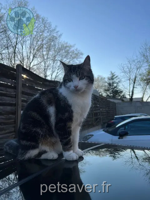 chatte perdue 51100 Reims mavish chatte lost 51100 Reims mavish