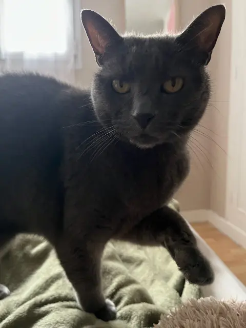 chatte lost   51100 Reims Nala