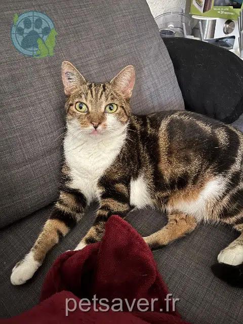 gatta lost 51100 Reims Nala