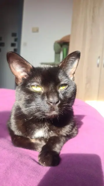 chatte lost   51100 Reims Nube (prononcé Noubé)