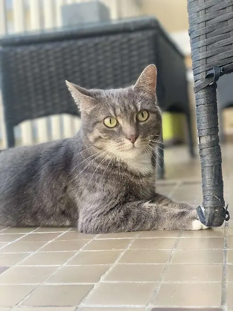 chatte lost   51100 Reims Osiris