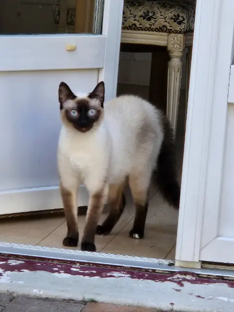 chatte lost   51100 Reims Plume