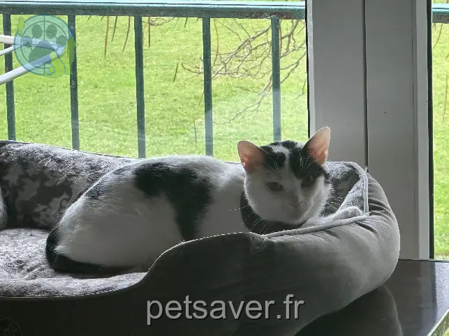 Chatte Perdue 51 Marne Reims - Précieuse Chatte Perdue 51 Marne Reims - Précieuse