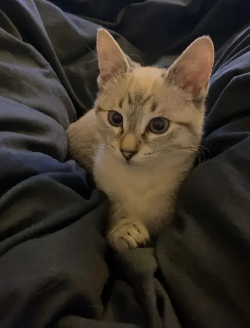 chatte lost   51100 Reims Roxy