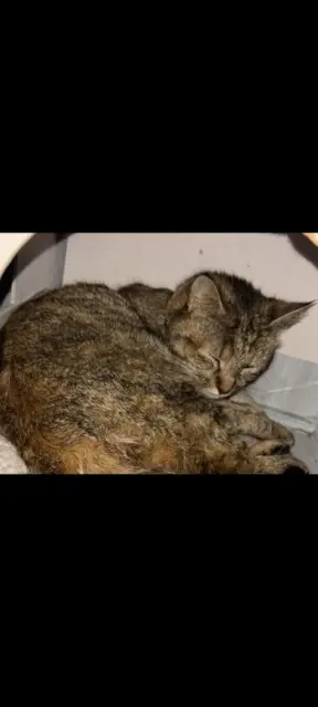 chatte lost   51100 Reims Simba