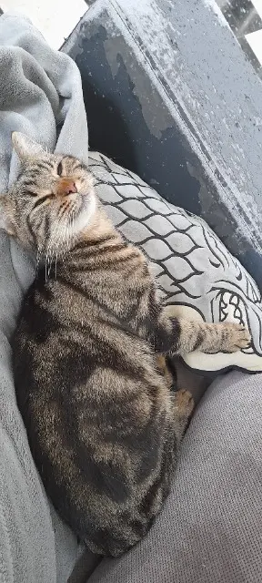 chatte lost   51100 Reims Zelda