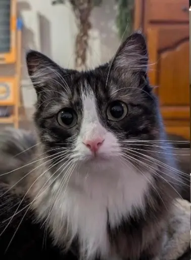 chatte lost   51100 Reims Zeniba