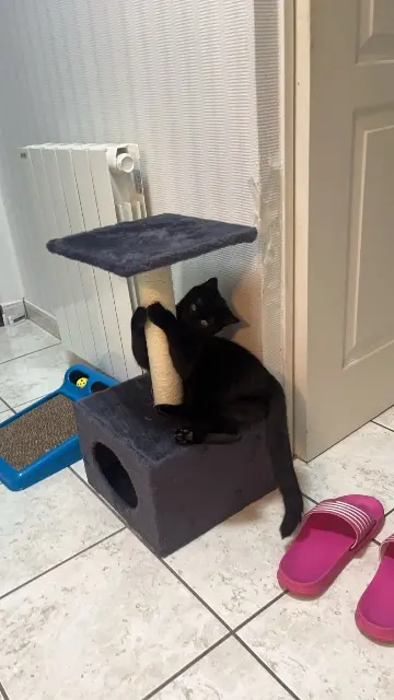 chatte lost   51200 Épernay Rosie