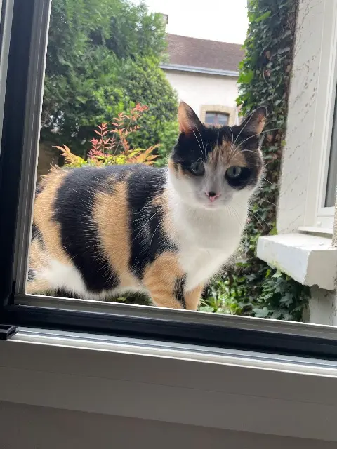 chatte lost   51500 Mailly-Champagne SALEME