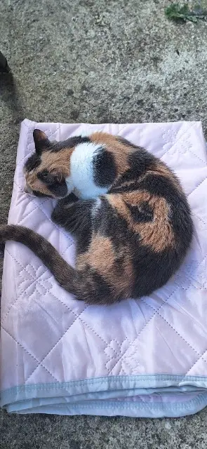 chatte lost   51800 Sivry-Ante Nougatine