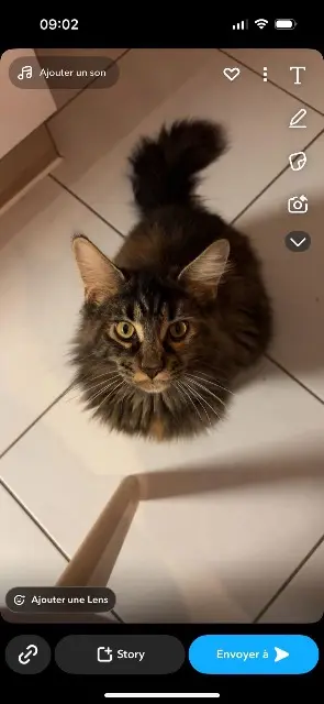 chatte lost   51490 Selles Tacos