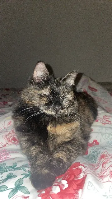 chatte lost   51430 Bezannes Thalia