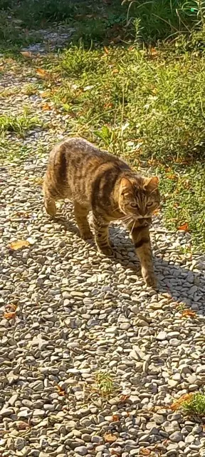 chatte lost   51260 Saron-sur-Aube Tokyo