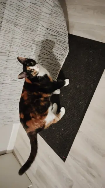 chatte lost   51170 Fismes Ulyne
