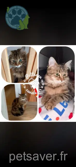 chatte lost 51240 Chepy Willow