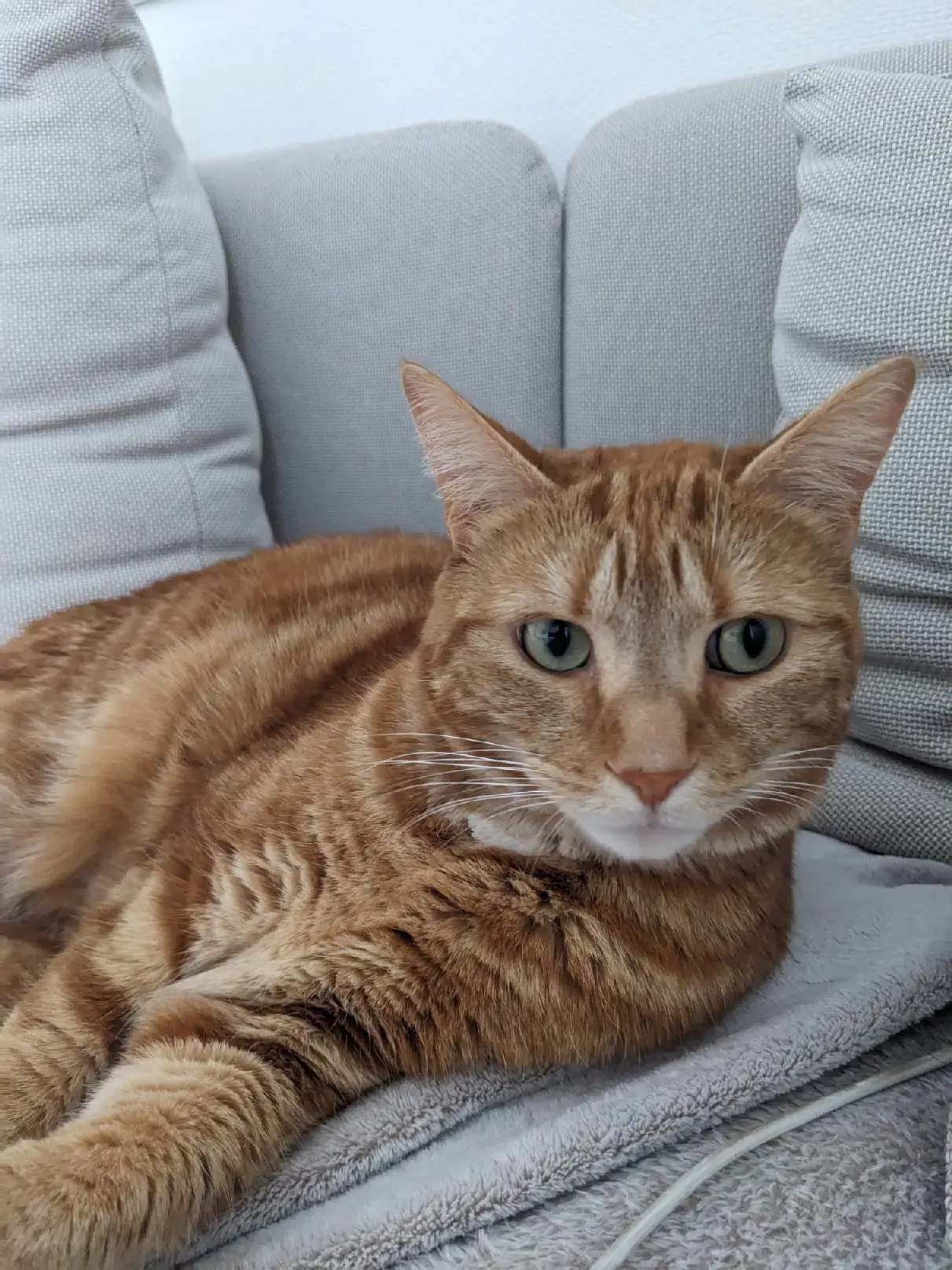 Chatte Perdue 51 Marne - Wood Chatte Perdue 51 Marne - Wood