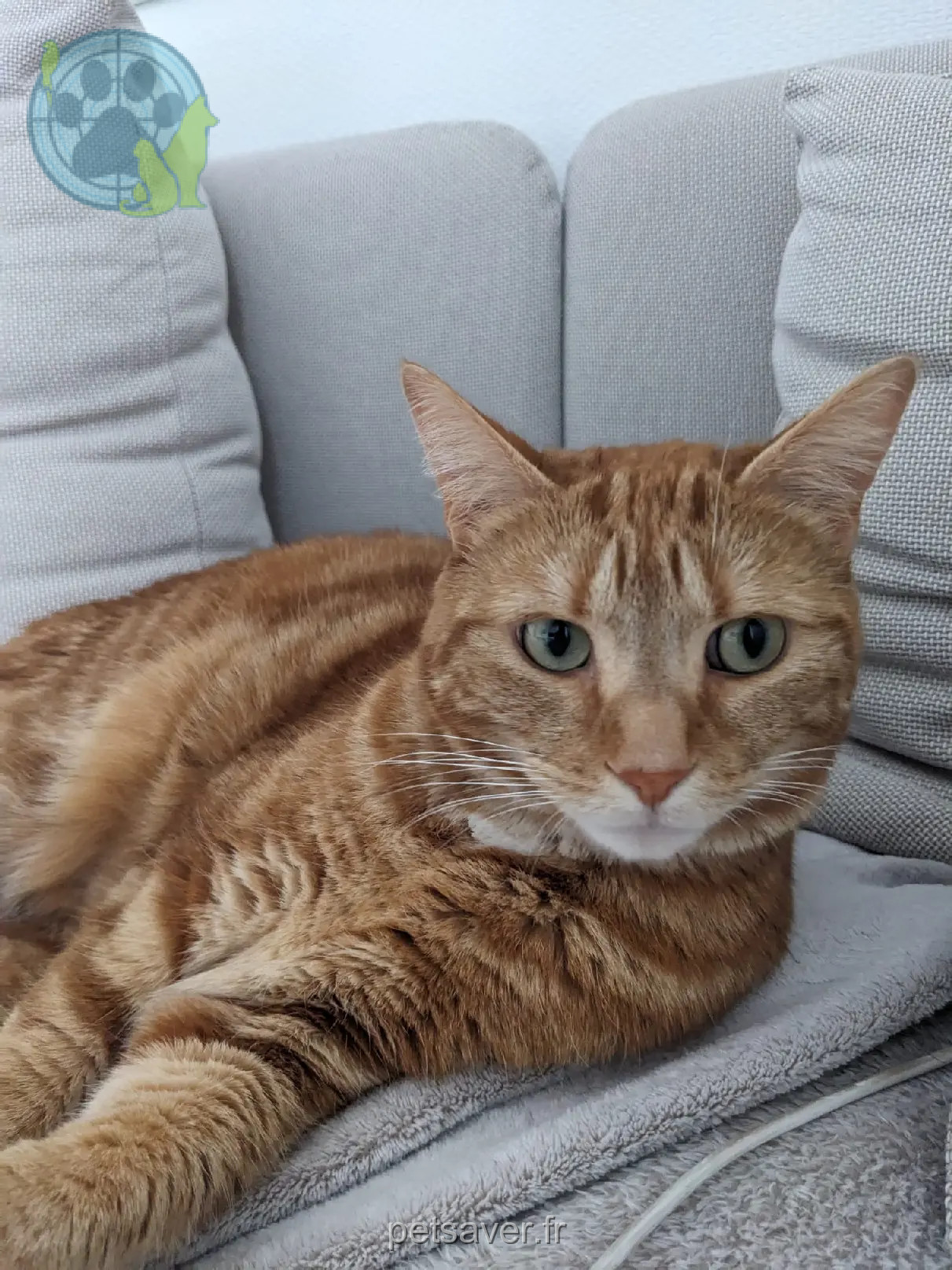 Chatte Perdue 51 Marne - Wood Chatte Perdue 51 Marne - Wood