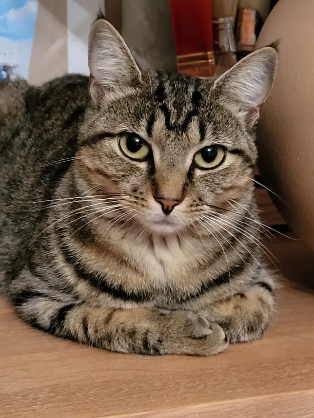 Chatte Perdue 51 Marne Chatte Perdue 51 Marne