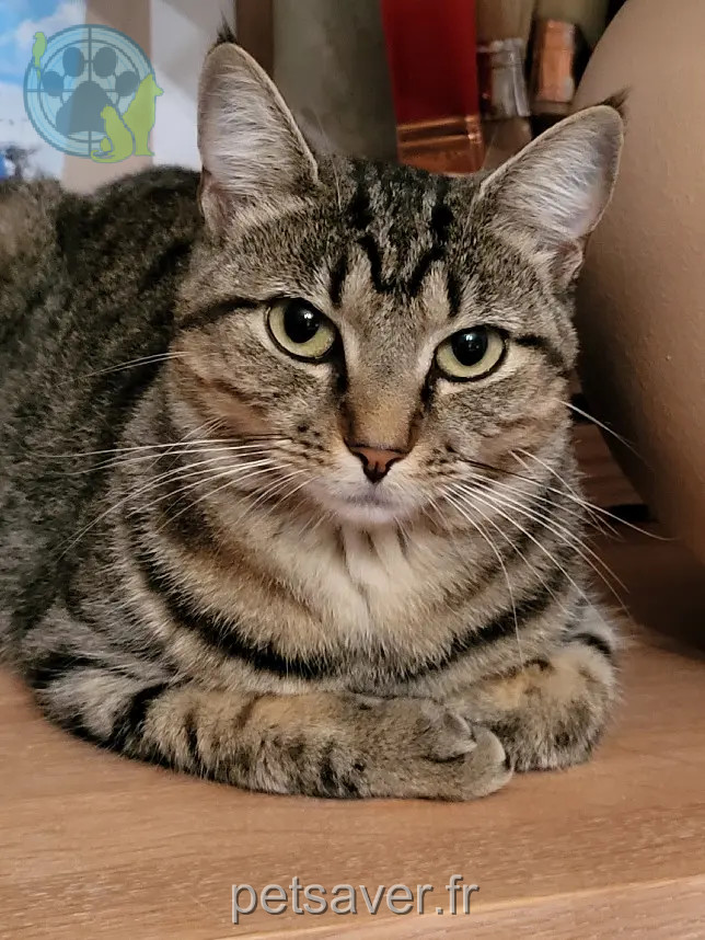Chatte Perdue 51 Marne Chatte Perdue 51 Marne