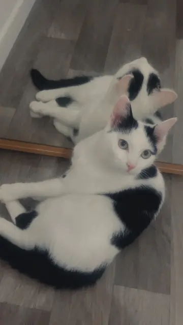 chatte lost   51200 Эперне Inès