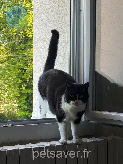 gata lost   52120 Châteauvillain Kalina