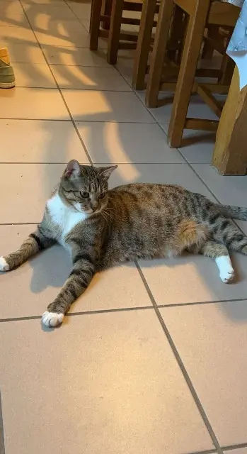 chatte lost   52120 Latrecey-Ormoy-sur-Aube Moune