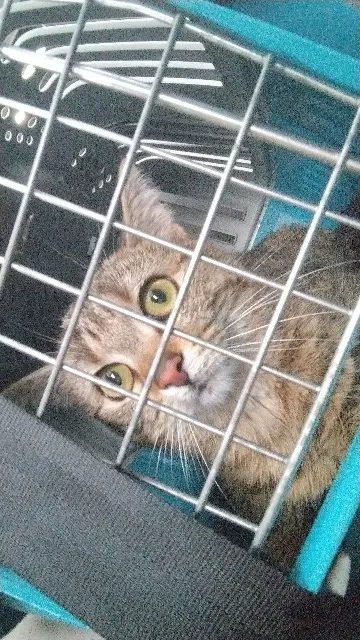 chatte lost   52190 Le Montsaugeonnais Alya