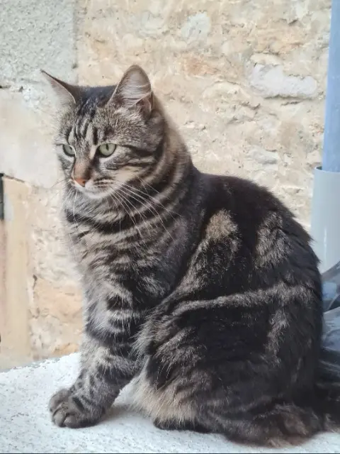 chatte lost   52120 Châteauvillain Louna