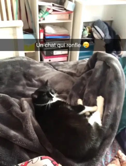 chatte lost   52600 Chalindrey Mimi