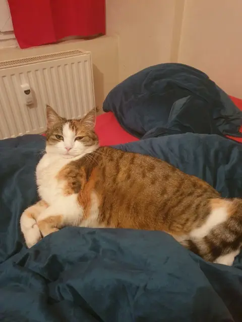 chatte lost   52320 Vignory Minette