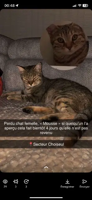 chatte lost   52240 Choiseul Mousse