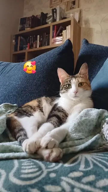 chatte lost   52100 Valcourt Nefer