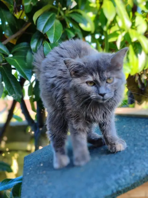 chatte lost   52000 Chaumont Rasmoquet