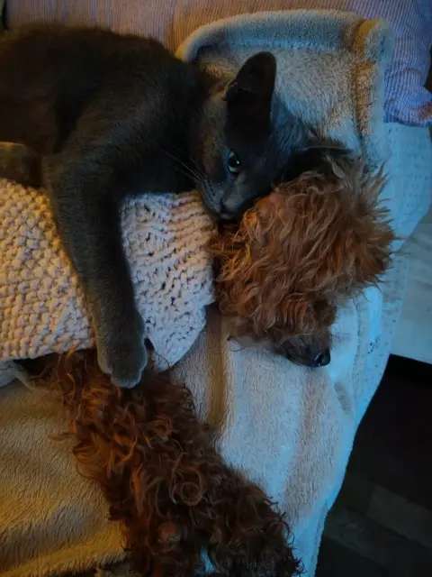 chatte lost   52110 Doulevant-le-Château RAYA répond à BEBE