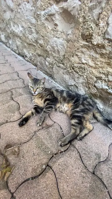 chatte lost   52270 Roches-Bettaincourt Glue