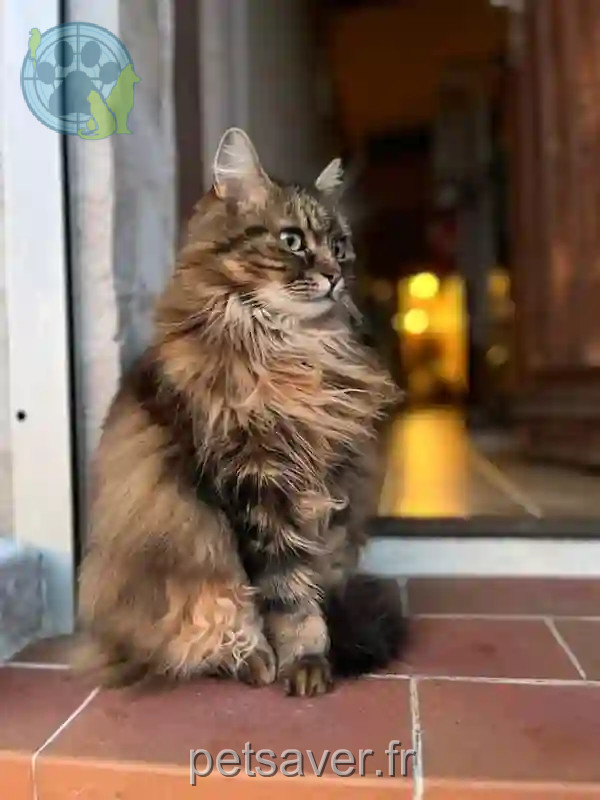 Chatte Perdue 52 Haute-Marne - Verlaine Chatte Perdue 52 Haute-Marne - Verlaine