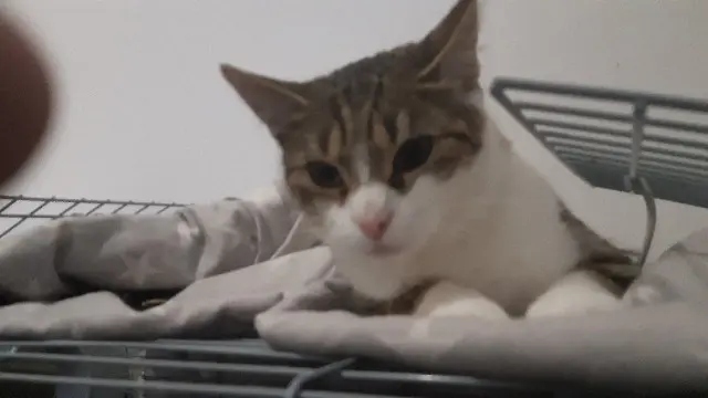 gata perdida 52100 Valcourt Woopy gata lost 52100 Valcourt Woopy