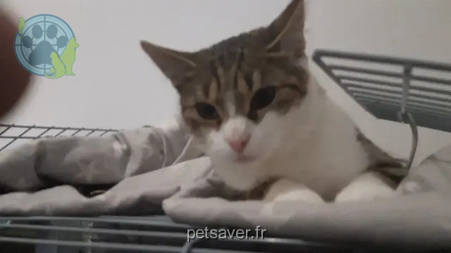 cat lost 52100 Valcourt Woopy cat lost 52100 Valcourt Woopy
