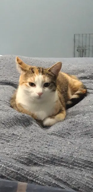 chatte lost   52290 Éclaron-Braucourt-Sainte-Livière Charlie