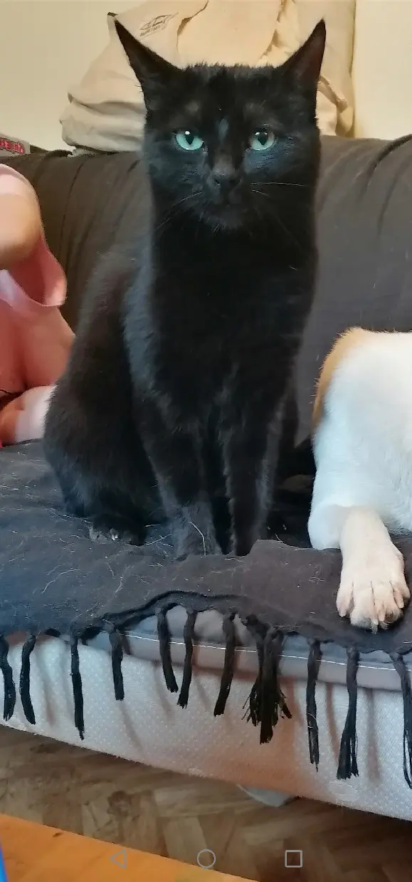 Chatte Perdue 53 Mayenne Chatte Perdue 53 Mayenne
